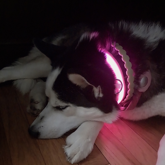 Dog New Led Dog Collar Medium Red Poshmark